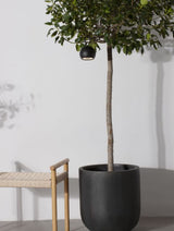 VENEDO Dekorleuchte-Luxomo Leuchten